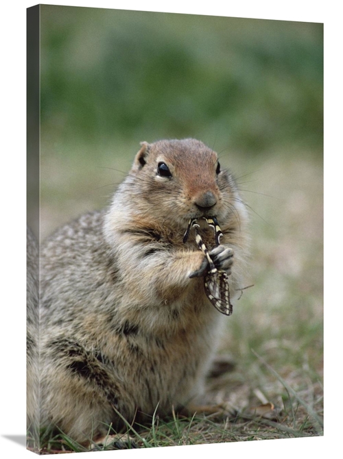 Global Gallery GCS-451906-2030-142 20 x 30 in. Arctic Ground Squirrel 