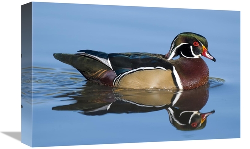 Global Gallery GCS-397373-1218-142 12 x 18 in. Wood Duck Male Swimming