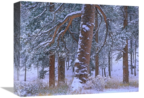 Global Gallery GCS-397005-1216-142 12 x 16 in. Ponderosa Pine Trees Af