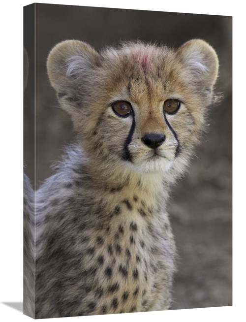 Global Gallery GCS-450858-1624-142 16 x 24 in. Cheetah Cub Portrait&#4