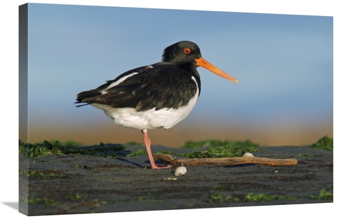 Global Gallery GCS-397455-2030-142 20 x 30 in. South Island Oystercatc