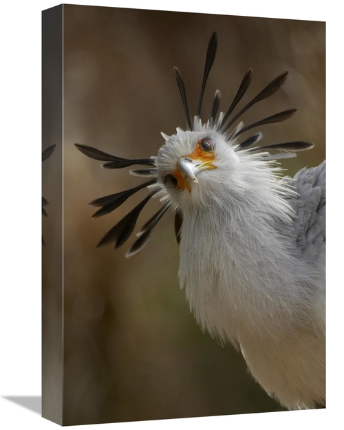 Global Gallery GCS-450902-1218-142 12 x 18 in. Secretary Bird Portrait