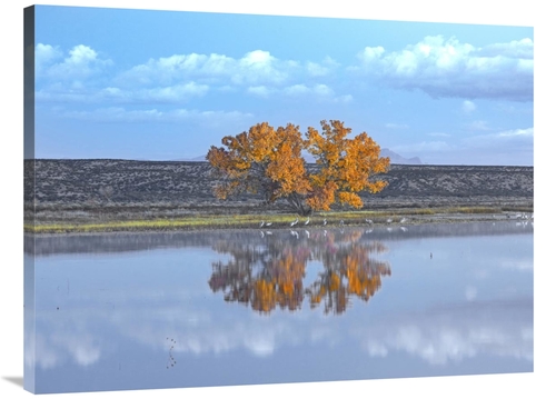 Global Gallery GCS-397115-3040-142 30 x 40 in. Cottonwood & Cranes&#44