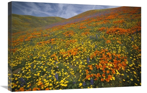 Global Gallery GCS-396992-2030-142 20 x 30 in. Hills Covered with Cali