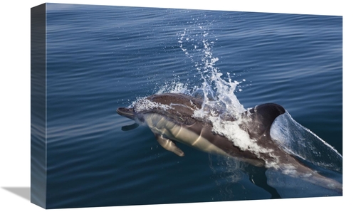 Global Gallery GCS-398482-1218-142 12 x 18 in. Common Dolphin Surfacin