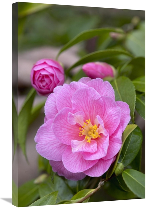 Global Gallery GCS-398363-2030-142 20 x 30 in. Camellia Donation Varie