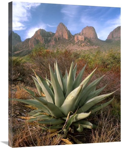 Global Gallery GCS-396744-2432-142 24 x 32 in. Chisos Agave & the Chis