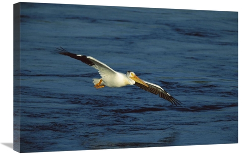 Global Gallery GCS-453323-2030-142 20 x 30 in. American White Pelican 