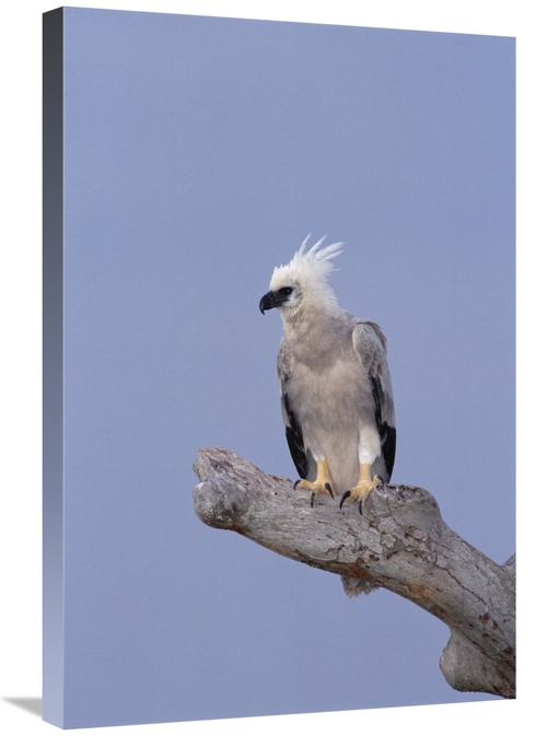 Global Gallery GCS-451049-2030-142 20 x 30 in. Harpy Eagle Juvenile Si