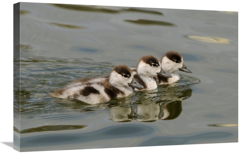 Global Gallery GCS-398177-2030-142 20 x 30 in. Common Shelduck Three D