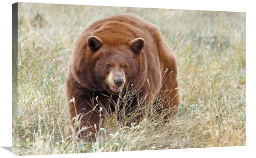 Global Gallery GCS-486437-36-142 36 in. Cinnamon Bear Art Print - Vic 