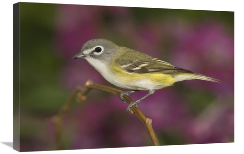 Global Gallery GCS-453327-2030-142 20 x 30 in. Blue-Headed VIreo Perch