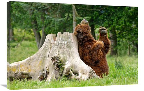 Global Gallery GCS-486580-36-142 36 in. Kodiak Brown Bear Scratching A