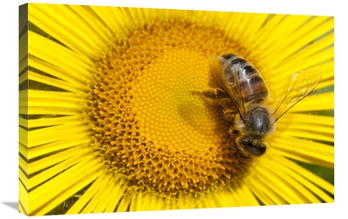 Global Gallery GCS-395413-2030-142 20 x 30 in. Bee on Alpine Sunflower