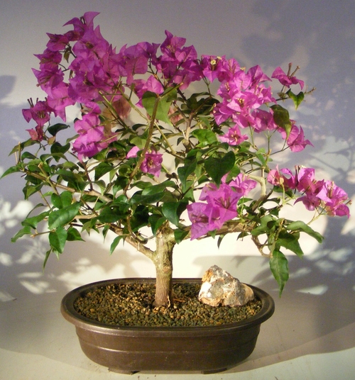 Flowering Bougainvillea Bonsai Tree (Pink Pixie)