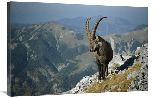 Global Gallery GCS-452628-2436-142 24 x 36 in. Alpine Ibex Male in the