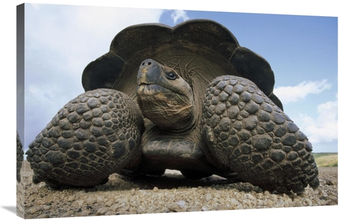 Global Gallery GCS-451372-2436-142 24 x 36 in. Galapagos Giant Tortois