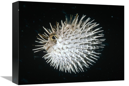 Global Gallery GCS-450617-1216-142 12 x 16 in. Long-Spine Porcupinefis