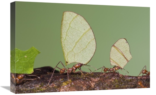16 x 24 in. Leafcutter Ant Group Carrying Leaves, Costa Rica Art P