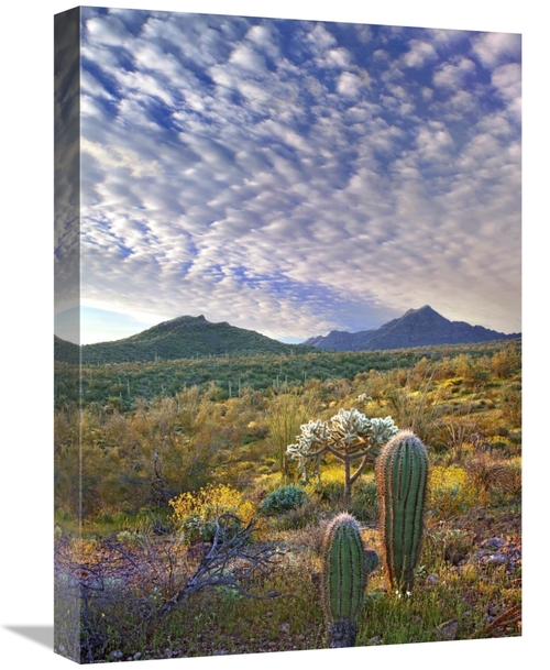 Global Gallery GCS-395936-22-142 22 in. Saguaro & Teddybear Cholla Ami