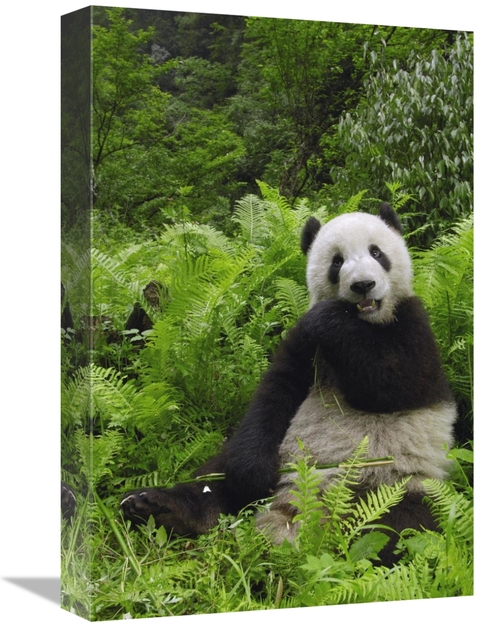 Global Gallery GCS-397880-1218-142 12 x 18 in. Giant Panda Eating Bamb