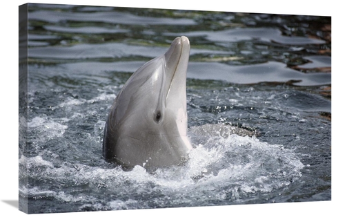 Global Gallery GCS-450625-2030-142 20 x 30 in. Bottlenose Dolphin,