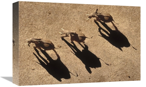 Global Gallery GCS-396301-1218-142 12 x 18 in. African Elephant Trio A