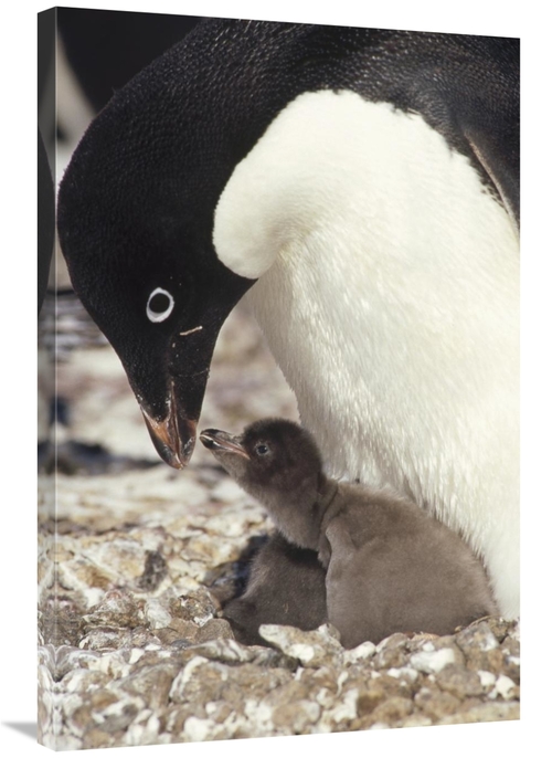 Global Gallery GCS-451257-2436-142 24 x 36 in. Adelie Penguin Chick Be