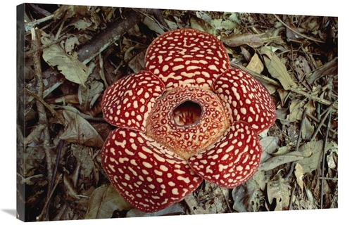 Global Gallery GCS-452927-2436-142 24 x 36 in. Rafflesia Growing on Ra