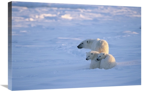 Global Gallery GCS-452501-2030-142 20 x 30 in. Polar Bear with Two Cub