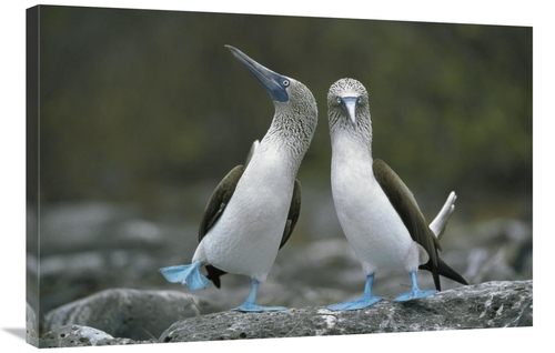 Global Gallery GCS-395587-2436-142 24 x 36 in. Blue-Footed Boobies in 
