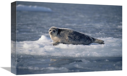 Global Gallery GCS-450928-1218-142 12 x 18 in. Bearded Seal on Ice Flo