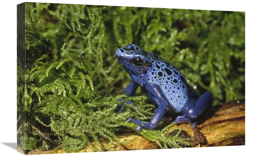 Global Gallery GCS-452734-1624-142 16 x 24 in. Blue Poison Dart Frog&#