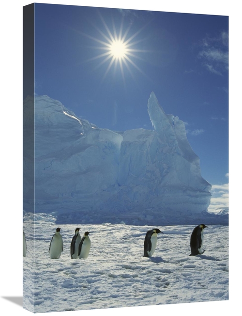 Global Gallery GCS-395598-1624-142 16 x 24 in. Emperor Penguin Commute