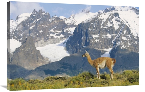 Global Gallery GCS-452312-2436-142 24 x 36 in. Guanaco Portrait Agains