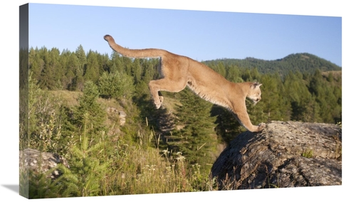 Global Gallery GCS-395409-30-142 30 in. Mountain Lion Jumping, Mon