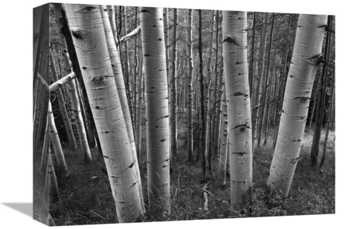 Global Gallery GCS-460932-1216-142 12 x 16 in. Aspen Forest in Spring&