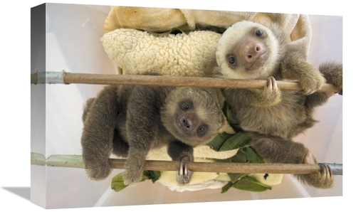 Global Gallery GCS-395855-1218-142 12 x 18 in. Hoffmanns Two-Toed Slot