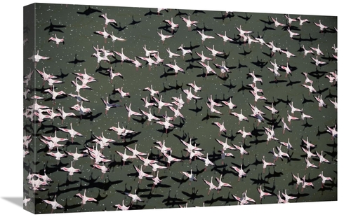 Global Gallery GCS-451979-1624-142 16 x 24 in. Lesser Flamingo Flock F