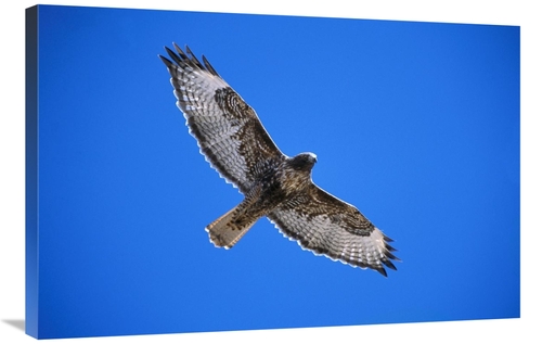 Global Gallery GCS-453295-2436-142 24 x 36 in. Red-Tailed Hawk, Su