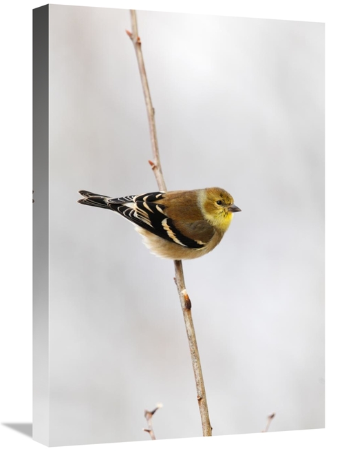 Global Gallery GCS-397594-1624-142 16 x 24 in. American Goldfinch,