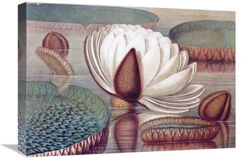 Global Gallery GCS-267280-22-142 22 in. The Great Water Lily of Americ