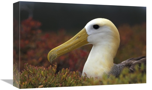 Global Gallery GCS-451360-1218-142 12 x 18 in. Waved Albatross Portrai