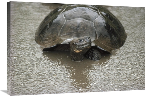 Global Gallery GCS-451165-2436-142 24 x 36 in. Galapagos Giant Tortois