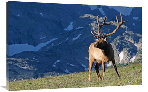 Global Gallery GCS-486396-40-142 40 in. Above the Timberline Art Print