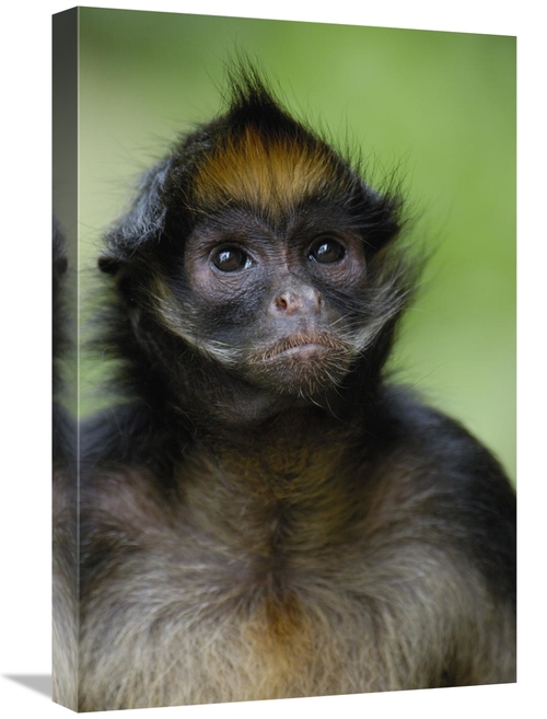 Global Gallery GCS-453082-1624-142 16 x 24 in. White-Bellied Spider Mo