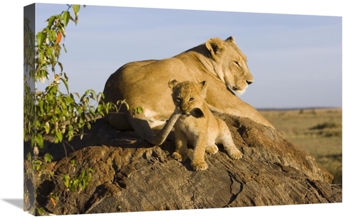 Global Gallery GCS-395886-1624-142 16 x 24 in. African Lion Cub Playin
