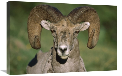 Global Gallery GCS-452207-2030-142 20 x 30 in. Bighorn Sheep Close-Up&