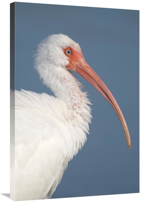 Global Gallery GCS-397290-2436-142 24 x 36 in. White Ibis, Fort My