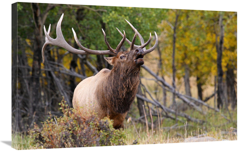 Global Gallery GCS-486413-36-142 36 in. The Bugler Art Print - Vic Sch